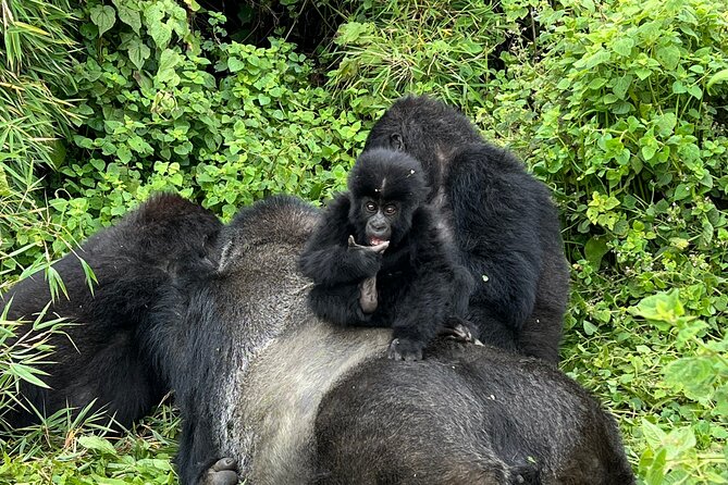 One Day Gorilla Trekking Rwanda & Iby'iwacu Cultural Village - Trekking Volcanoes National Park: what the gorillas feel like up close