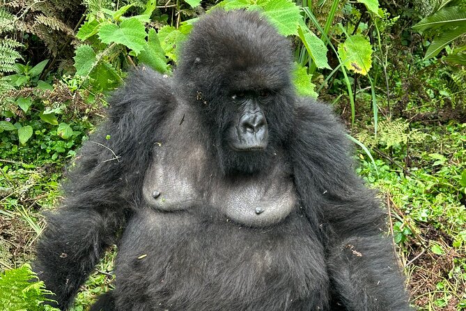 One Day Gorilla Trekking Rwanda & Iby'iwacu Cultural Village - Migano Cafe Musanze lunch: refuel without turning the day into a stopover