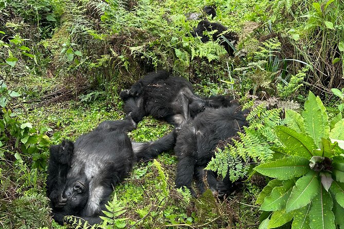 One Day Gorilla Trekking Rwanda & Iby'iwacu Cultural Village - Price and logistics: what the $300 covers, and what it doesn’t