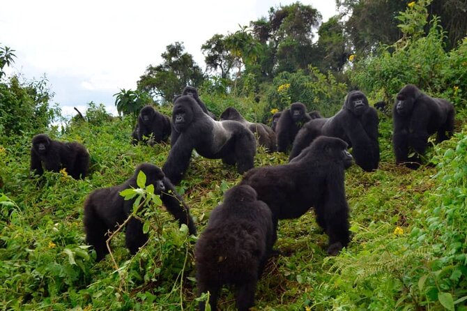 One Day Private Gorillas Tracking in Volcanoes National Park - Who This Private Gorilla Tracking Day Is Best For