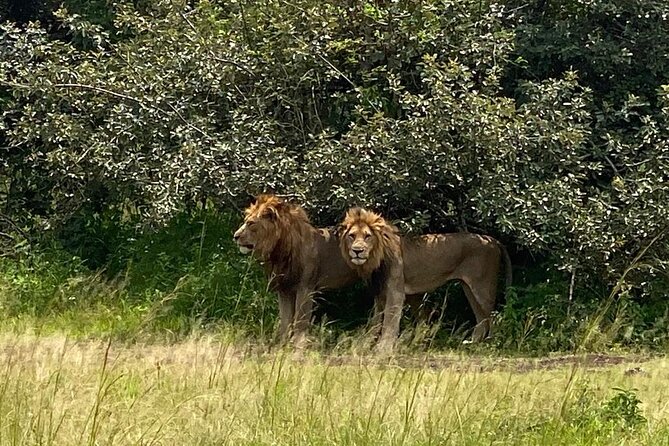One Day Private Tour to Akagera National Park from Kigali - How the pop-up-roof safari vehicle changes your viewing