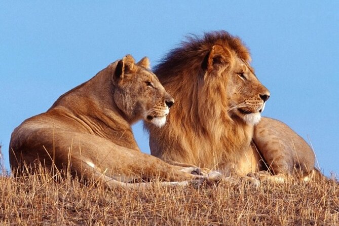 Private 1 Day Akagera Big Five Safari with pick up and lunch. - Key highlights you should care about