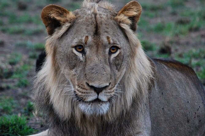 Private 1 Day Akagera Big Five Safari with pick up and lunch. - Vehicle Comfort: Open Roof Option and Long Road Time