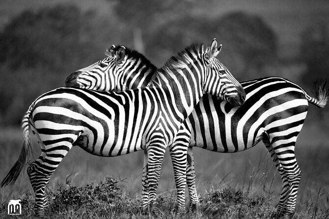 Private 1 Day Akagera Big Five Safari with pick up and lunch. - Price and Value: What $440 Per Person Buys You