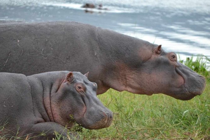 Private 1 Day Akagera Big Five Safari with pick up and lunch. - Who This Akagera Day Trip Fits Best