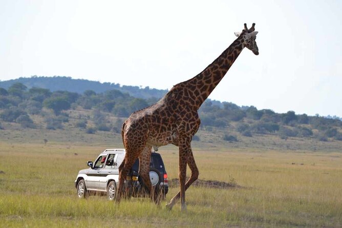 Private 1 Day Akagera Big Five Safari with pick up and lunch. - Should You Book This Akagera Big Five Day Trip?