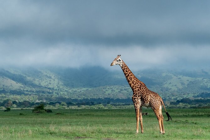 Private Full-Day Tour Akagera Game Drive - The 6-hour game drive: what you are timing for