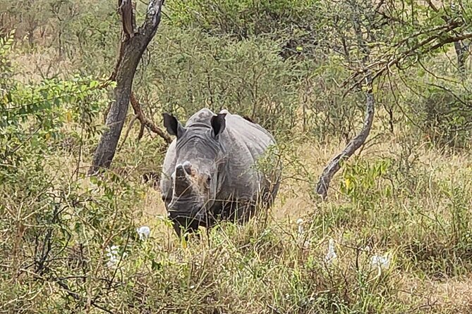 Private Full-Day Tour Akagera Game Drive - Timing and the Kigali start, what to plan for
