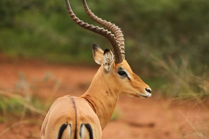 Private Full-Day Tour Akagera Game Drive - Entering Akagera National Park, and why habitat matters