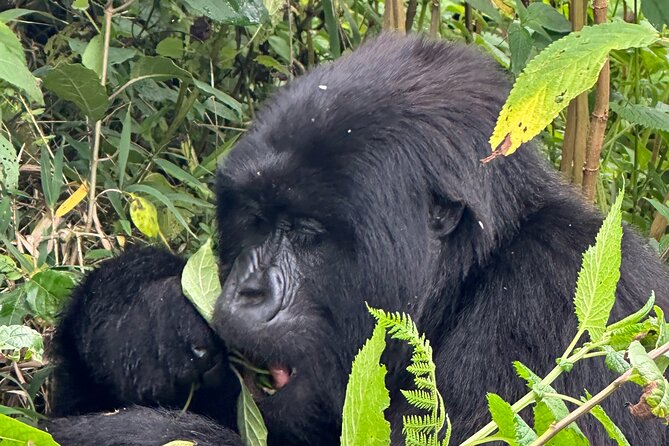 Private Gorilla Trekking Transfer from kigali to Volcanoes N.Park - Kinigi Headquarters: Where the Day Turns from Driving to Trekking