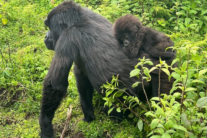 Private Gorilla Trekking Transfer from kigali to Volcanoes N.Park - The Gorilla Trekking Part: What Your Transfer Adds