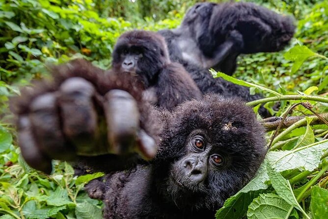 Private Gorilla Trekking Transfer from kigali to Volcanoes N.Park - Return to Kigali: Turning a Long Day Into a Win