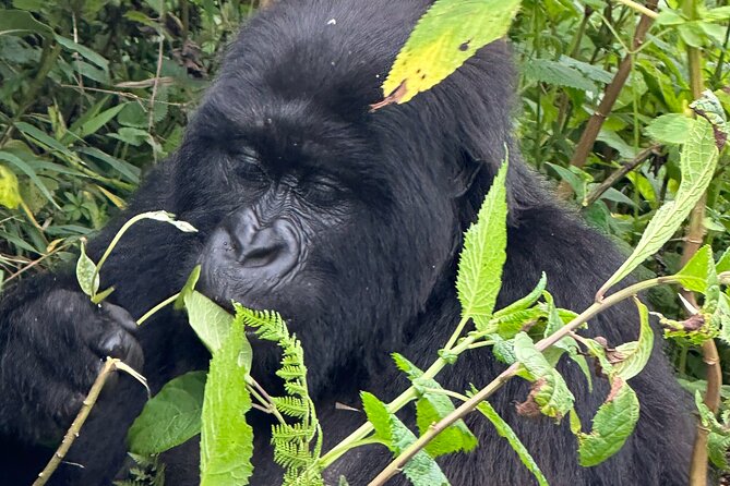 Private Gorilla Trekking Transfer from kigali to Volcanoes N.Park - Price and Value: Is $350 Fair for What You Get?