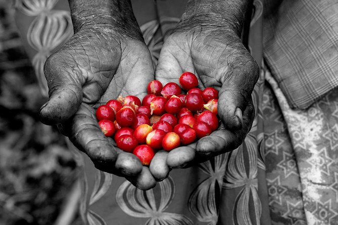 Rwandan Coffee Experience - Key things you’ll love most