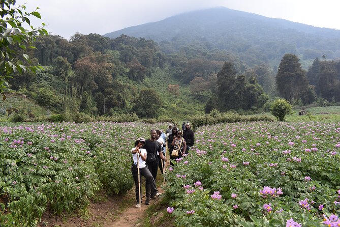 Scenic walk around volcanoes - Timing, pickup, and how the small group changes the feel